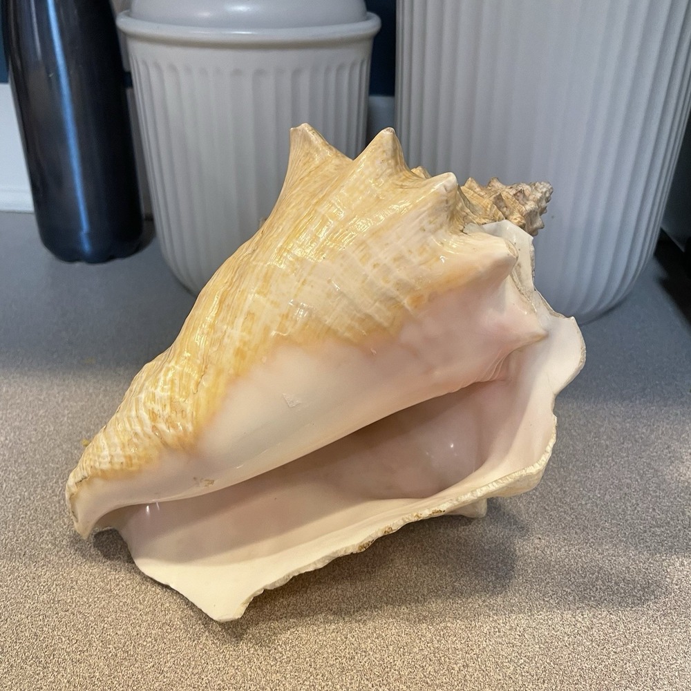 Vintage Large Queen Conch Shell: Beach Decor Nautical Display 8 Home Decor